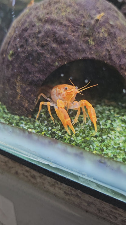 Ecrevisses CPO Cambarellus patzcuarensis