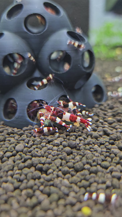Caridina Red Wine
