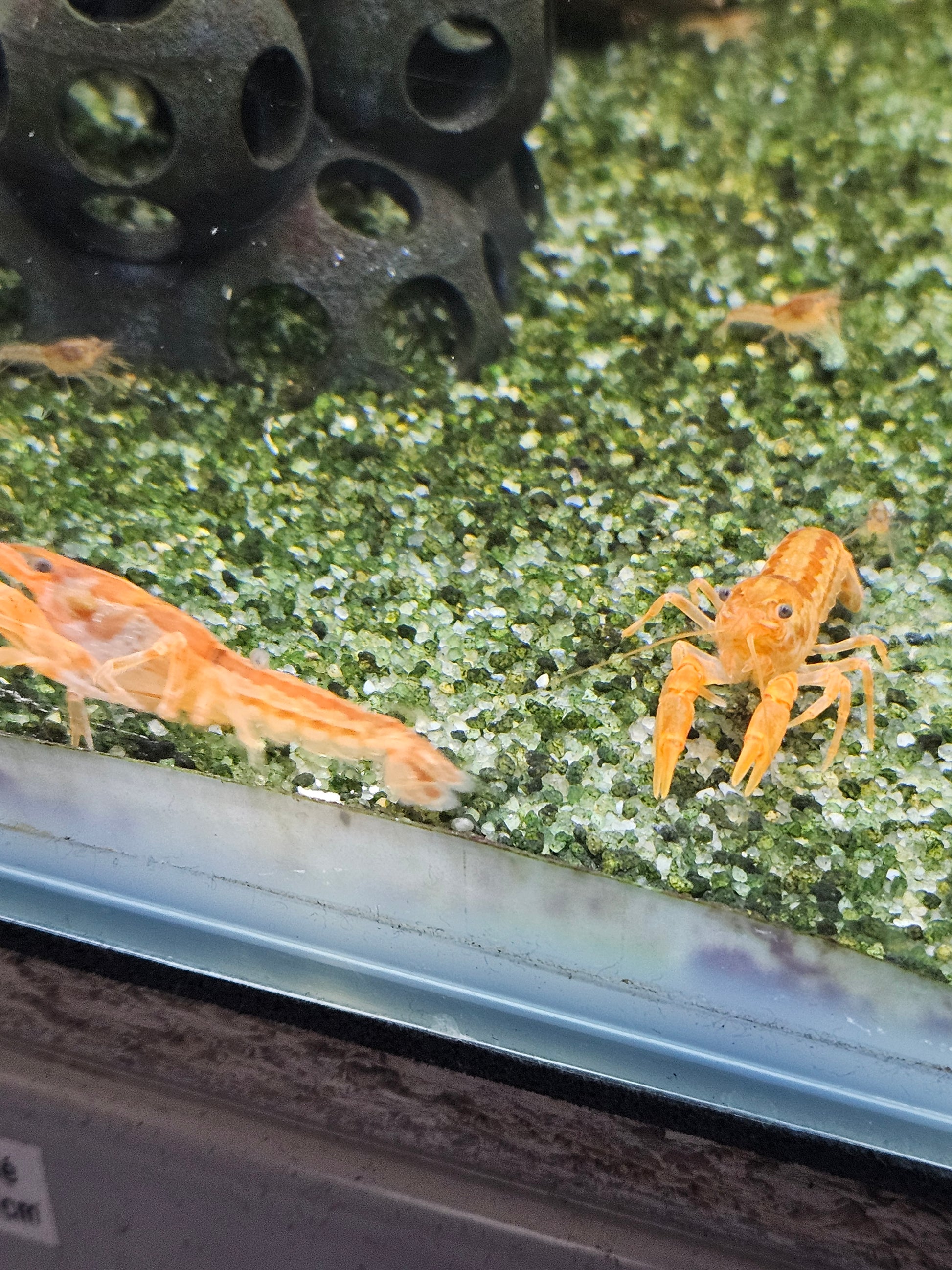 Écrevisse CPO Cambarellus patzcuarensis en aquarium – Le comptoir aquatique