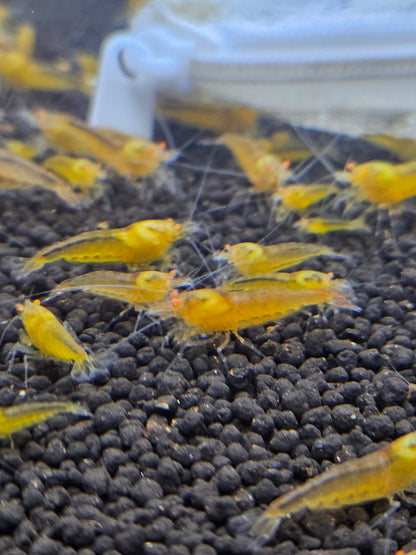 Crevette Caridina Yellow King Kong Orange Eyes – Le comptoir aquatique