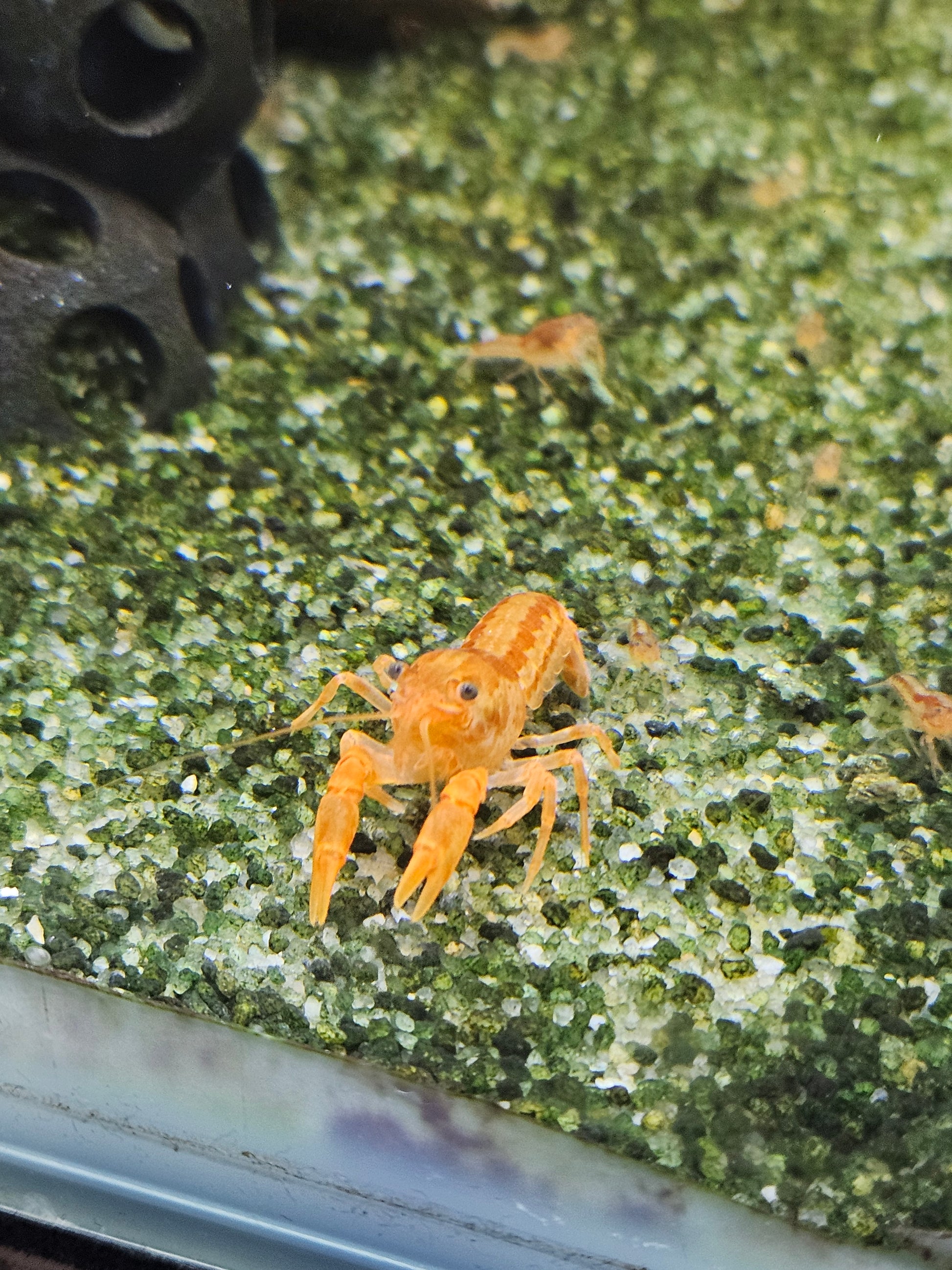 Écrevisse CPO Cambarellus patzcuarensis en aquarium – Le comptoir aquatique