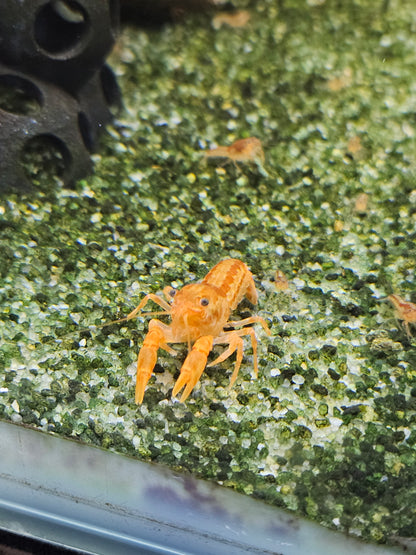 Écrevisse CPO Cambarellus patzcuarensis en aquarium – Le comptoir aquatique