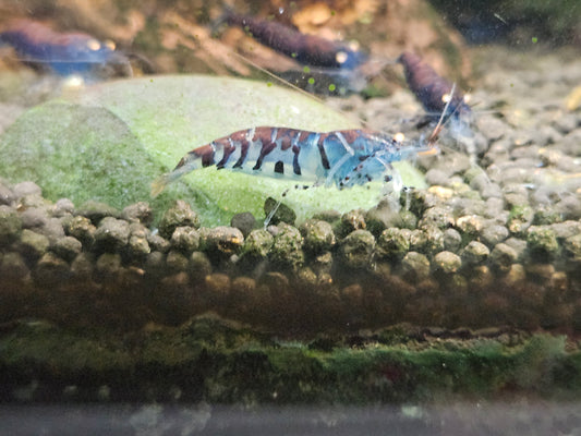 Caridina tiger blue orange eyes