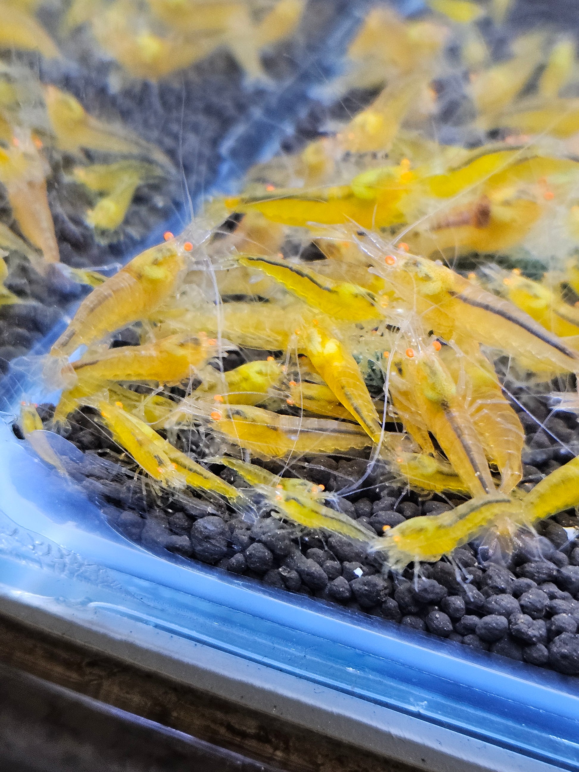 Crevette Caridina Yellow King Kong Orange Eyes – Le comptoir aquatique