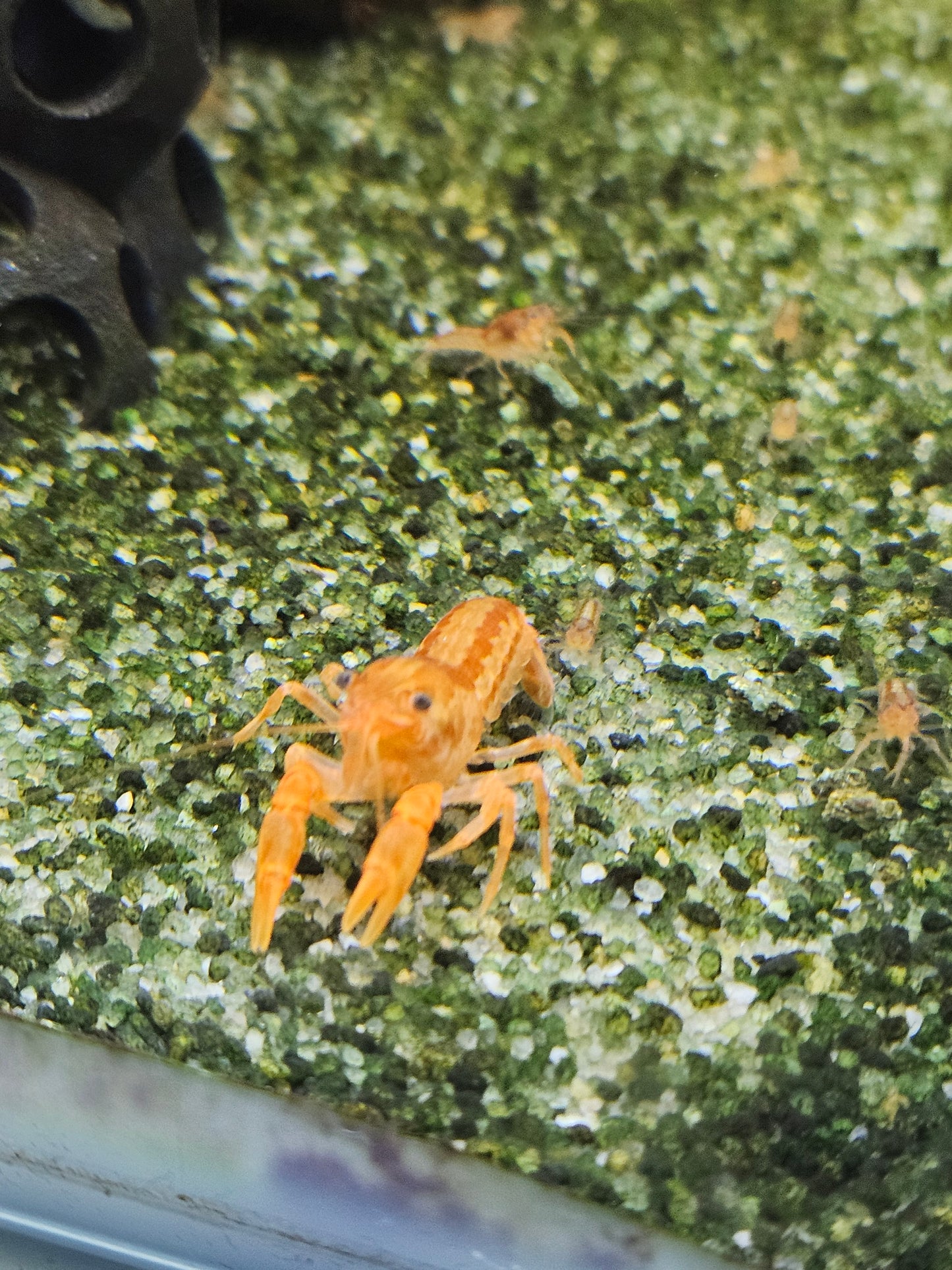 Écrevisse CPO Cambarellus patzcuarensis en aquarium – Le comptoir aquatique