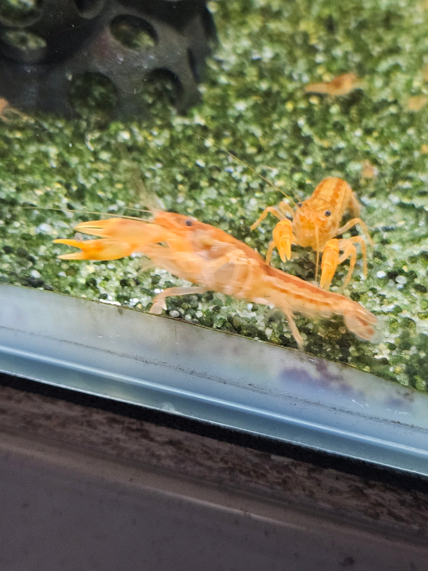 Écrevisse CPO Cambarellus patzcuarensis en aquarium – Le comptoir aquatique