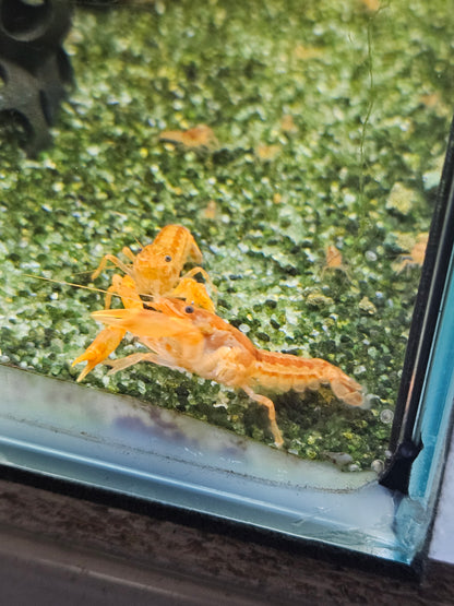 Écrevisse CPO Cambarellus patzcuarensis en aquarium – Le comptoir aquatique