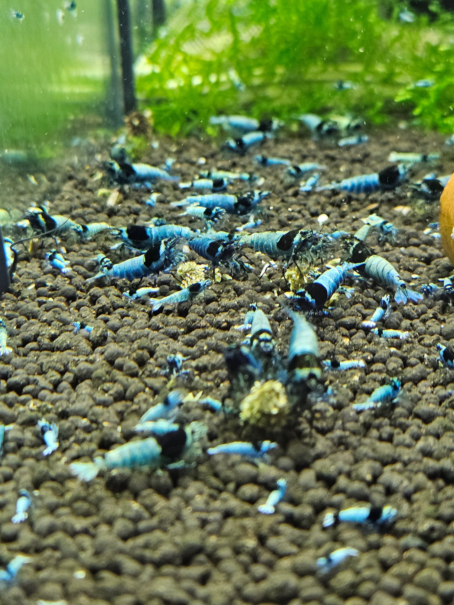 Crevette Caridina Mosura Blue en aquarium – Le comptoir aquatique