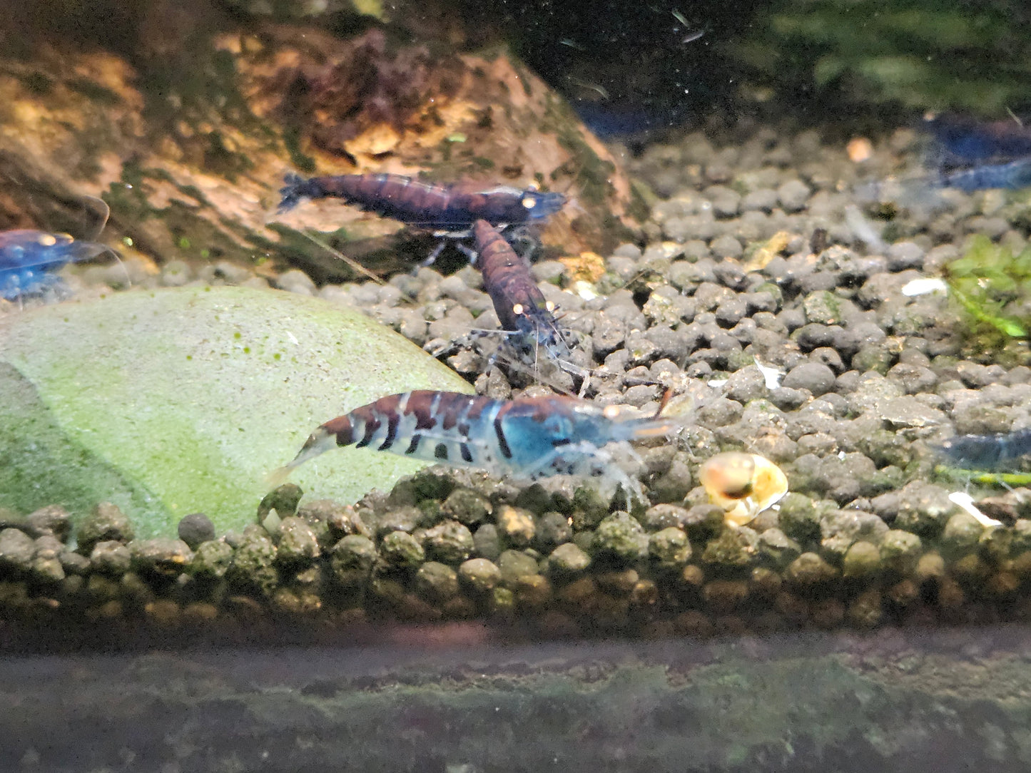 Crevette Caridina Tiger Blue Orange Eyes – Le comptoir aquatique