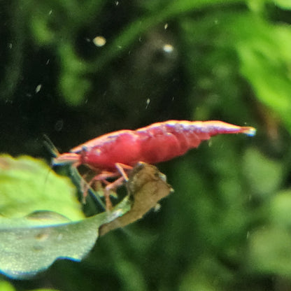 Crevette Neocaridina sakura red en aquarium – Le comptoir aquatique