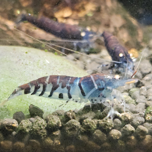 Caridina tiger blue orange eyes