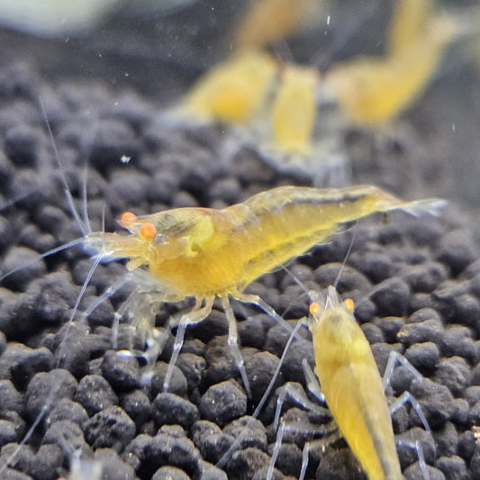 Caridina yellow king kong orange eyes