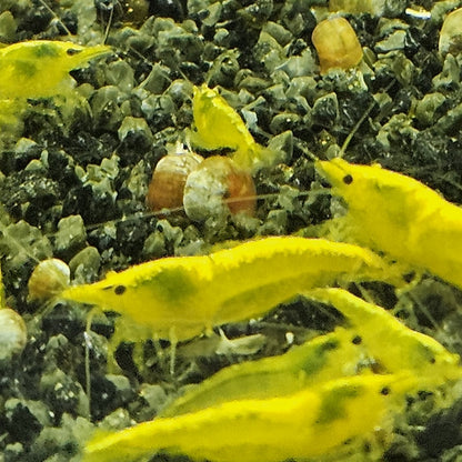 Crevette Neocaridina Yellow neon en aquarium – Le comptoir aquatique